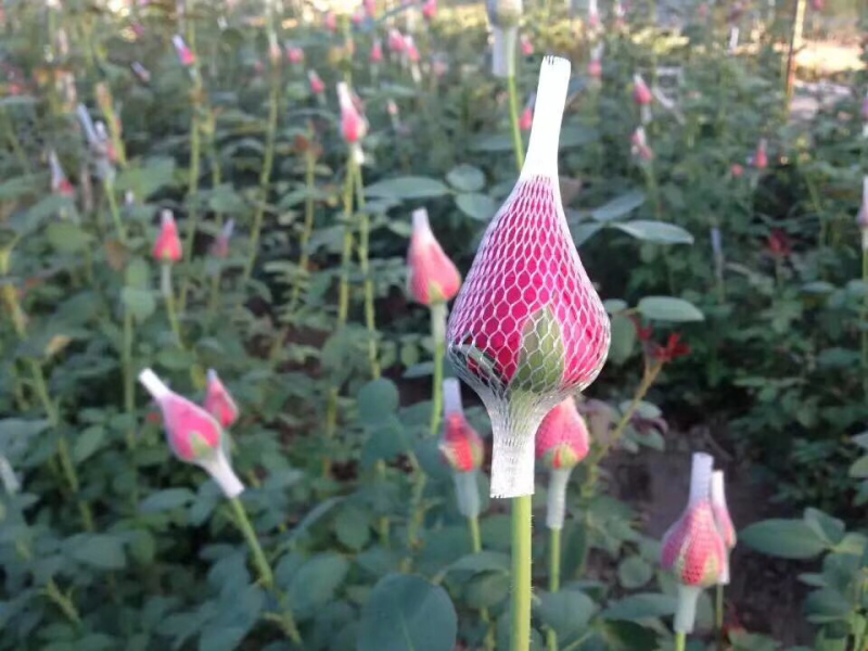 鮮花，月季，非洲菊