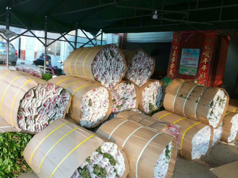 鮮花，月季，非洲菊