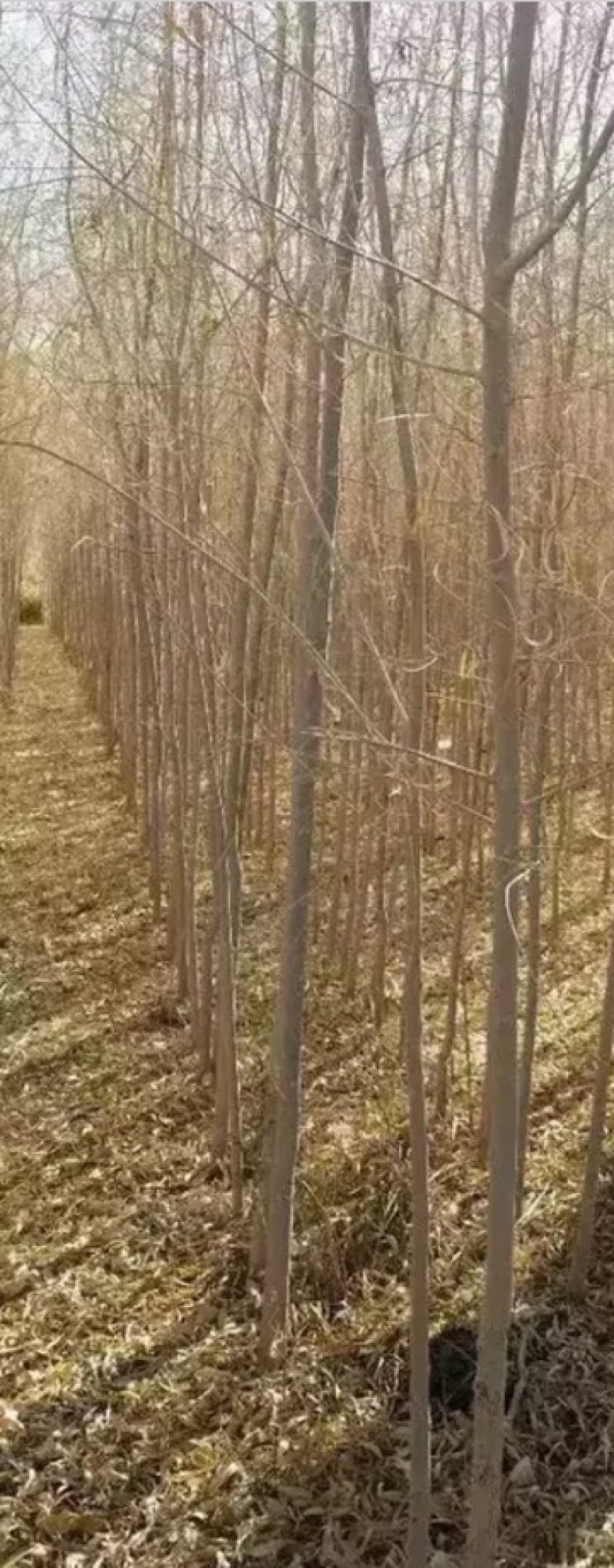 胡杨