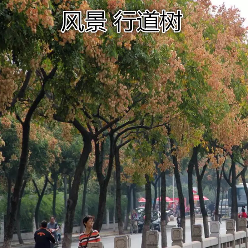 栾树黄山栾树大树苗北栾树苗小苗黄山栾树苗绿化苗