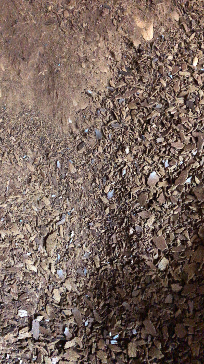 油菜枯