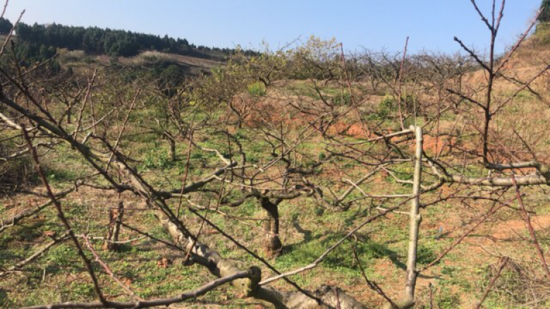 山地出租：80亩