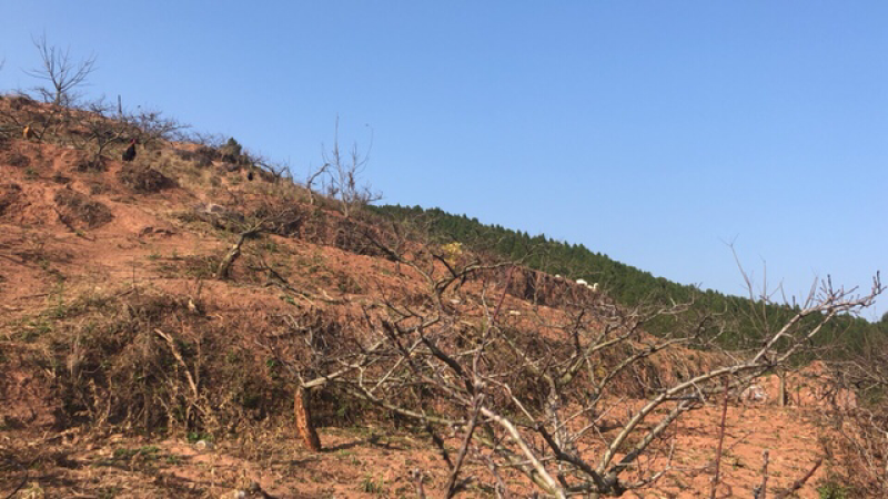 山地出租：80亩