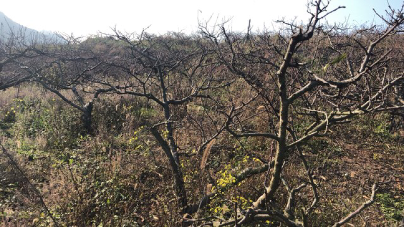 山地出租：80亩