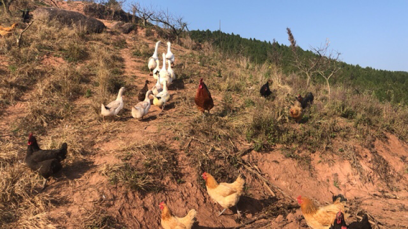 山地出租：80亩