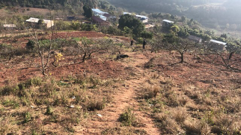 山地出租：80亩