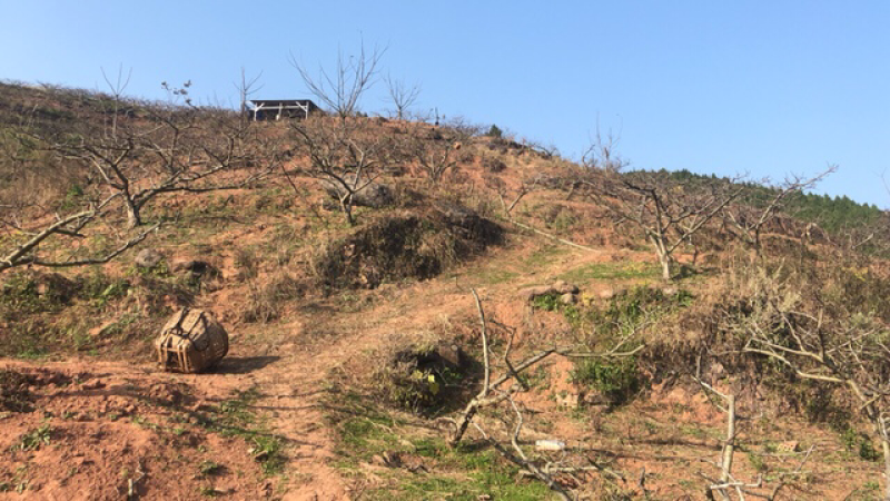 山地出租：80亩