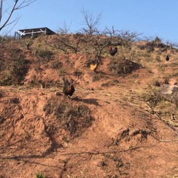 山地出租：80亩