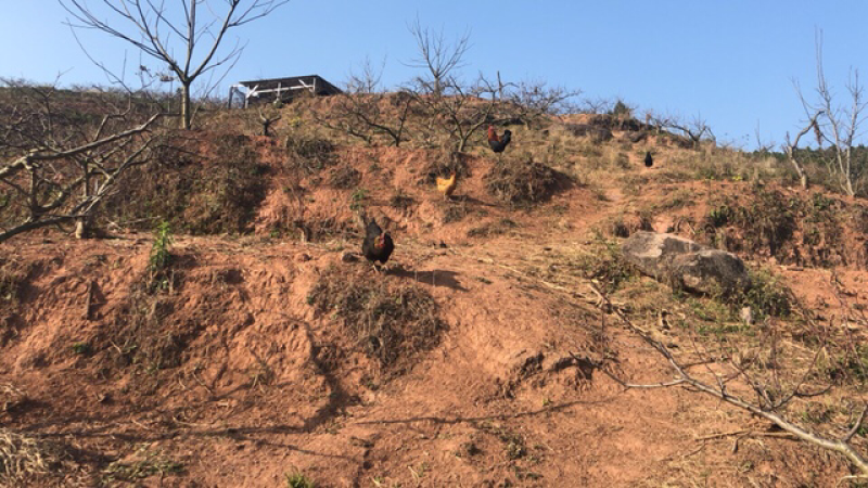 山地出租：80亩
