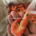 胶纸塘红虾