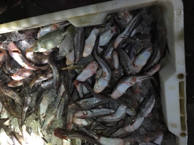 冰鲜小黄鱼、批发深海小鱼.杂鱼沙尖鱼.流鱼软骨鱼.针鱼.