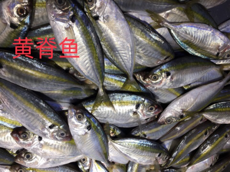 冰鲜小黄鱼、批发深海小鱼.杂鱼沙尖鱼.流鱼软骨鱼.针鱼.
