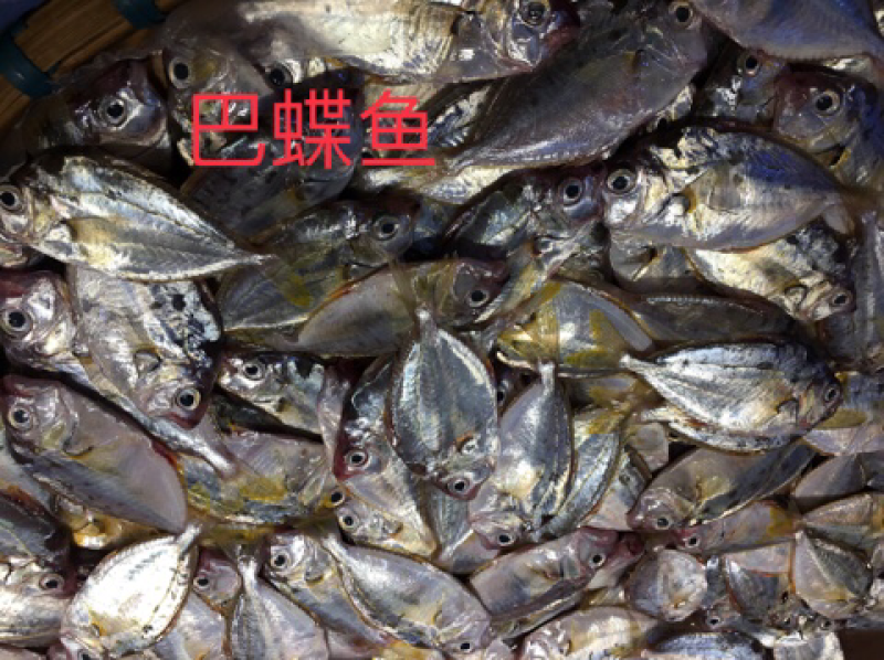 冰鲜小黄鱼、批发深海小鱼.杂鱼沙尖鱼.流鱼软骨鱼.针鱼.