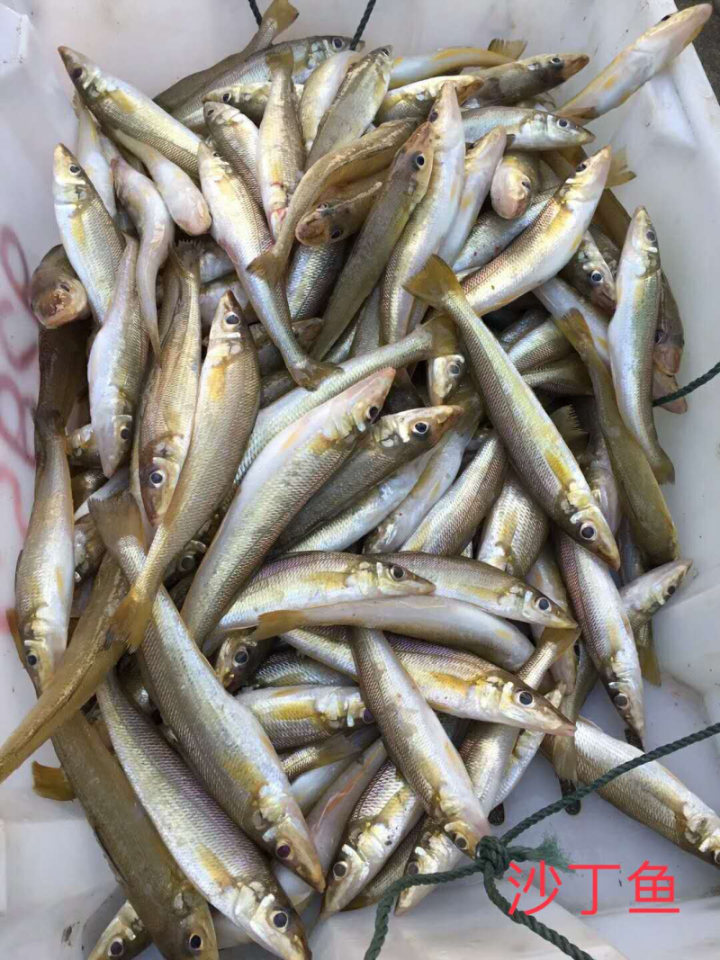 冰鲜小黄鱼、批发深海小鱼.杂鱼沙尖鱼.流鱼软骨鱼.针鱼.
