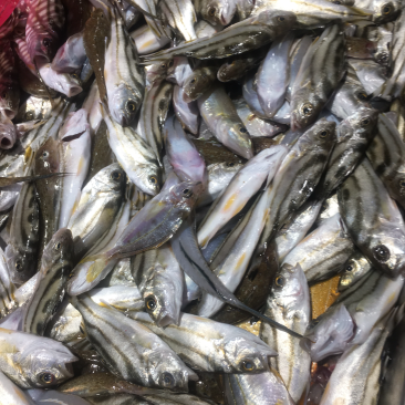 冰鲜小黄鱼、批发深海小鱼.杂鱼沙尖鱼.流鱼软骨鱼.针鱼.
