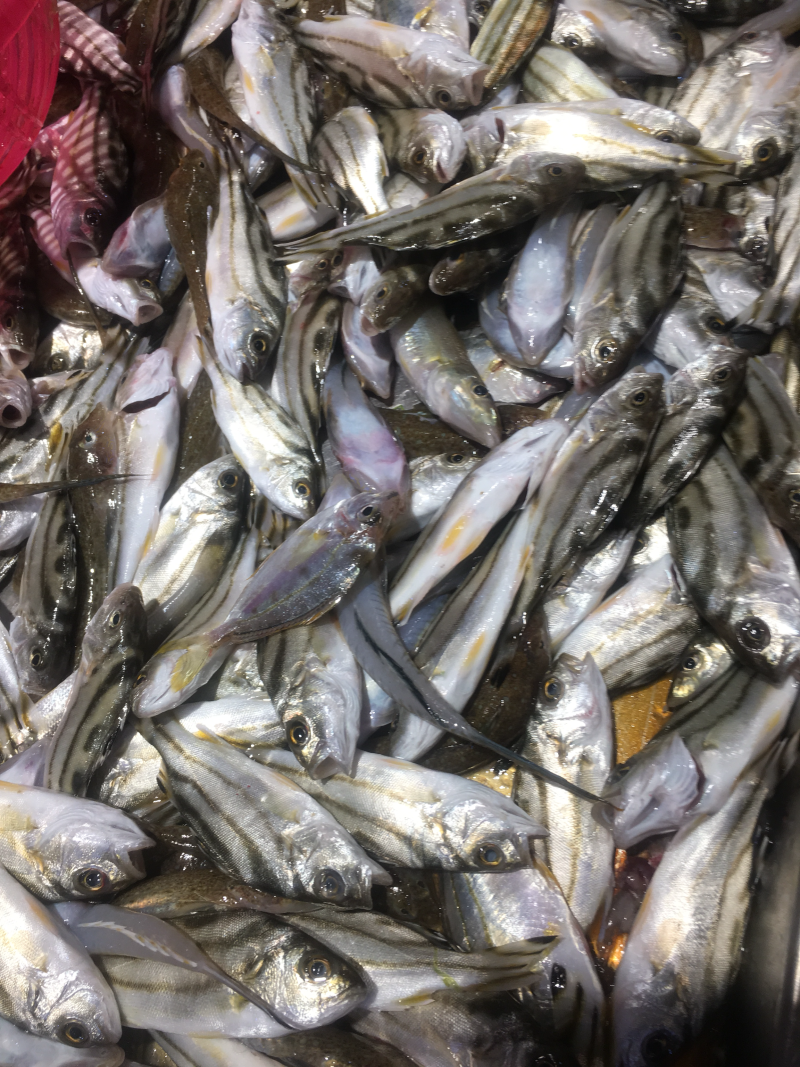 冰鲜小黄鱼、批发深海小鱼.杂鱼沙尖鱼.流鱼软骨鱼.针鱼.
