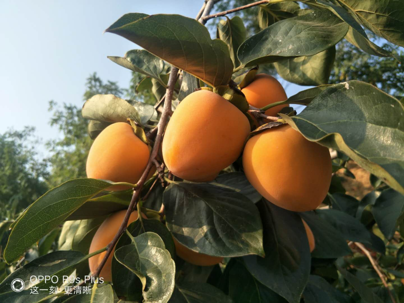 柿饼