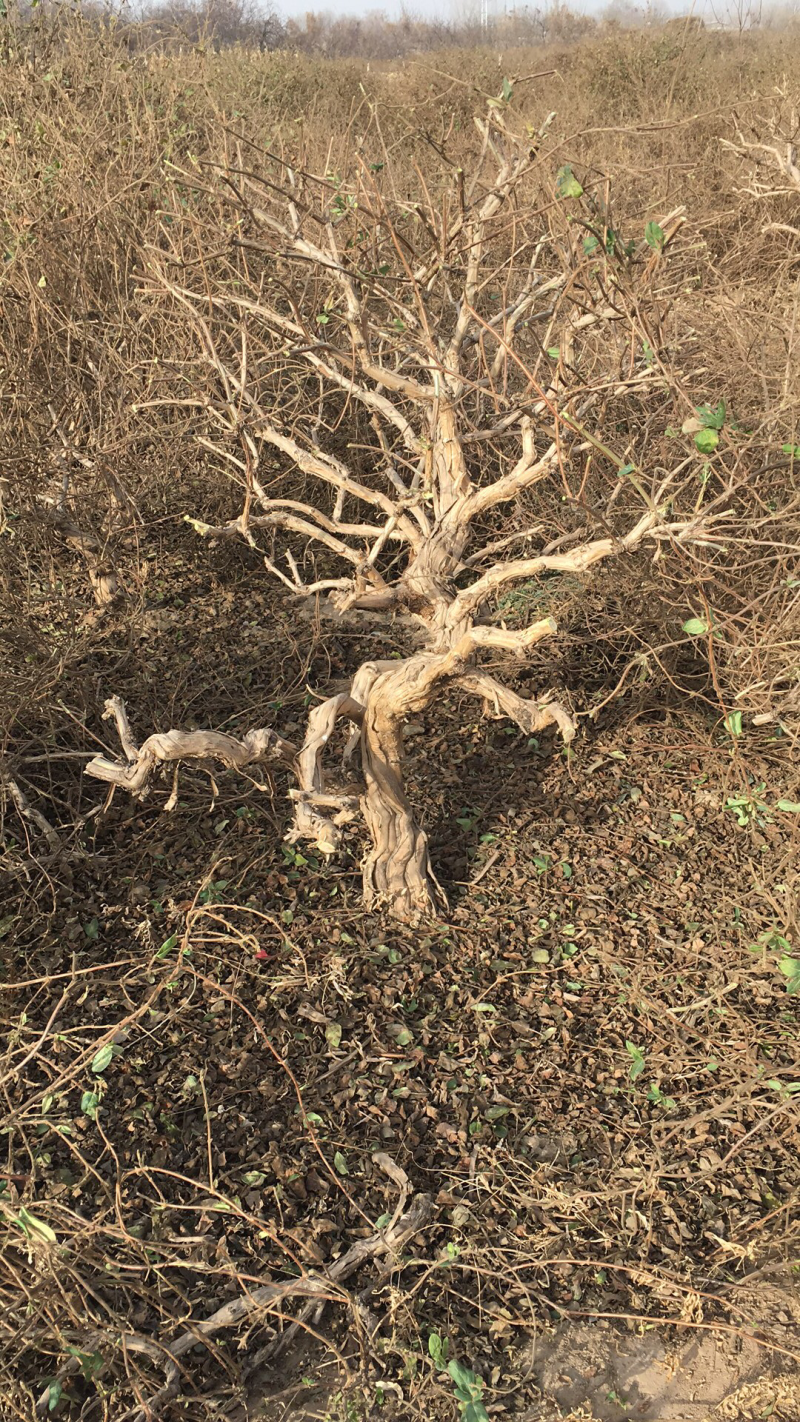 金银花树