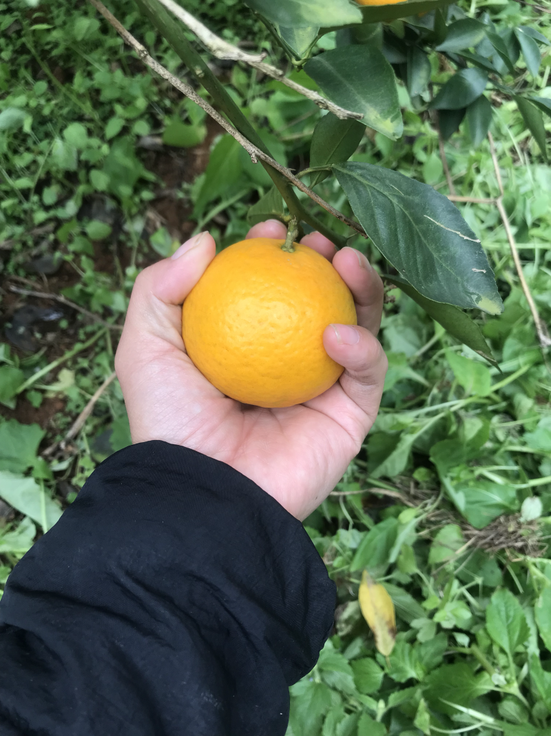 皇帝橘