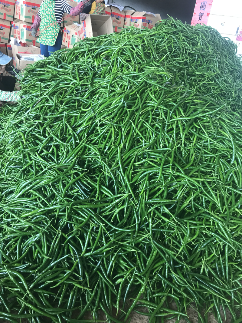 辣椒🌶️大量上市！