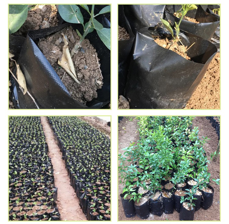 塑料育苗袋20×30柑橘牛油果育苗袋子
