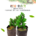 塑料育苗袋20×30柑橘牛油果育苗袋子