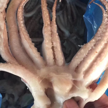 大鱿鱼，海龙虾