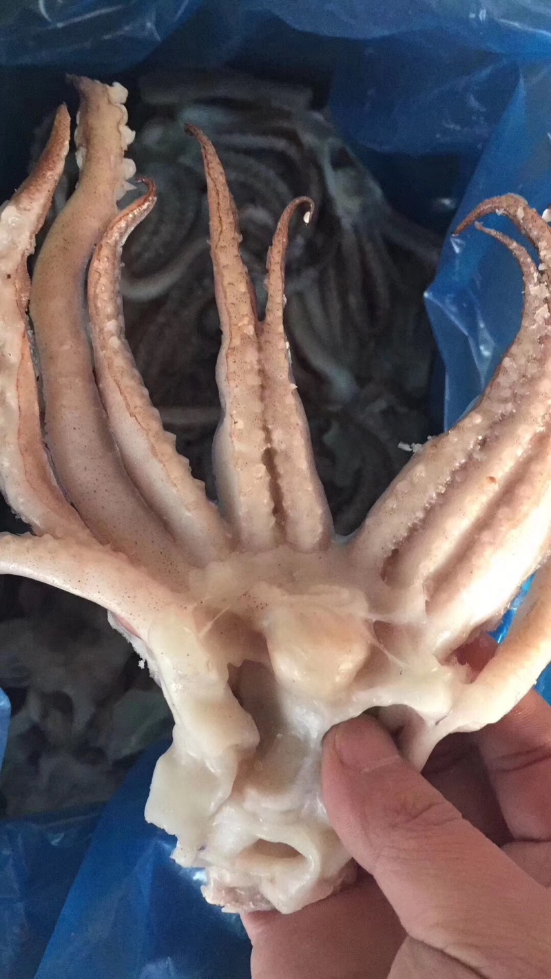 大鱿鱼，海龙虾