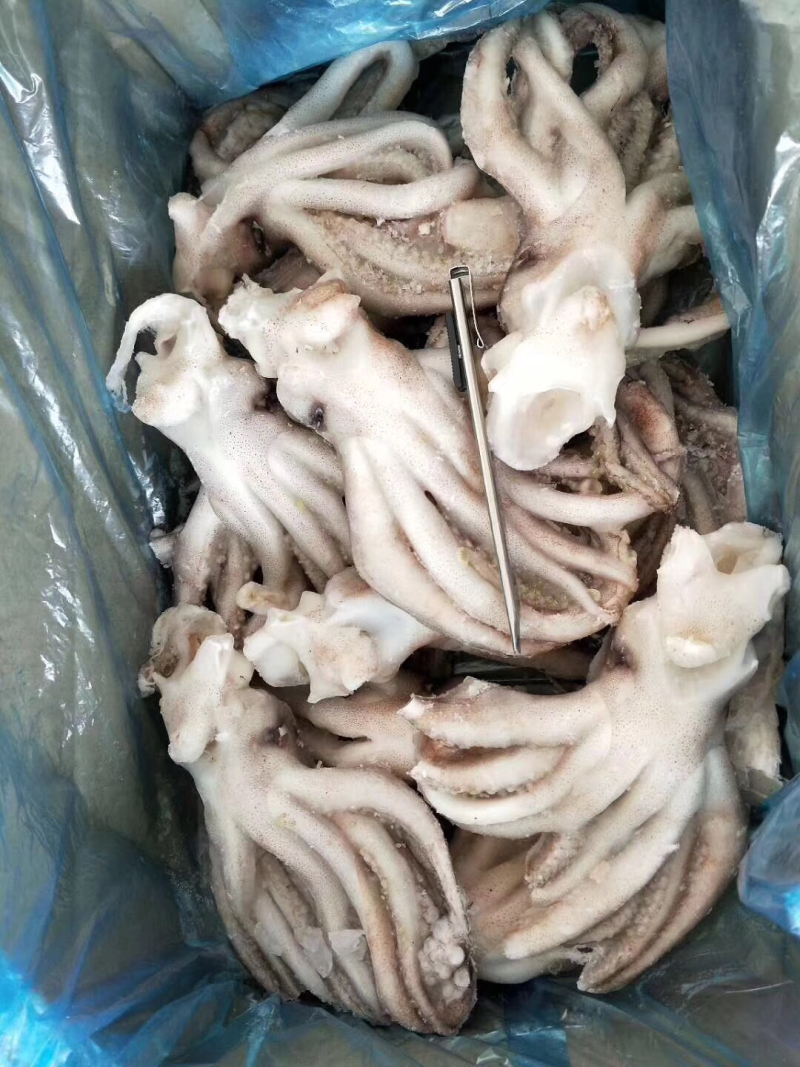 大鱿鱼，海龙虾