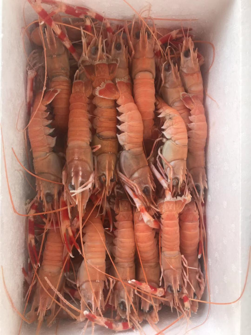 大鱿鱼，海龙虾