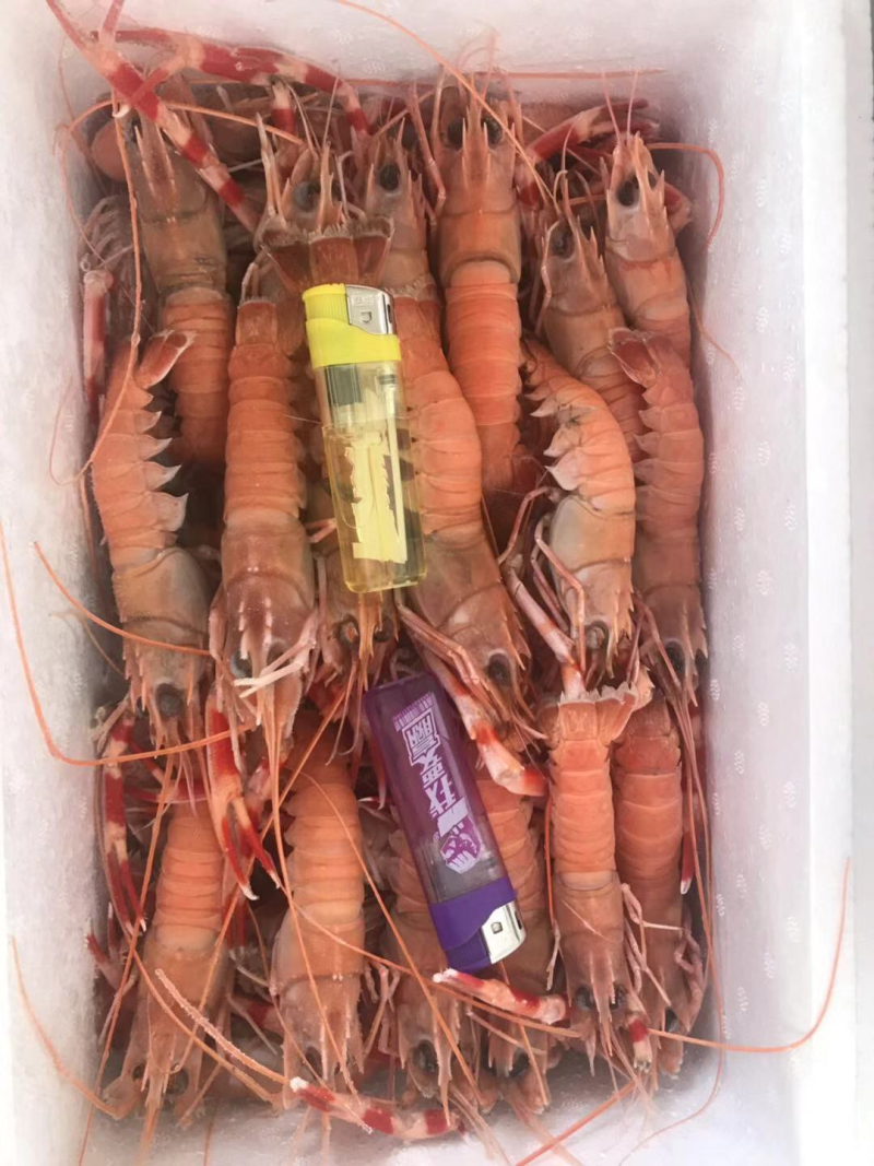 大鱿鱼，海龙虾