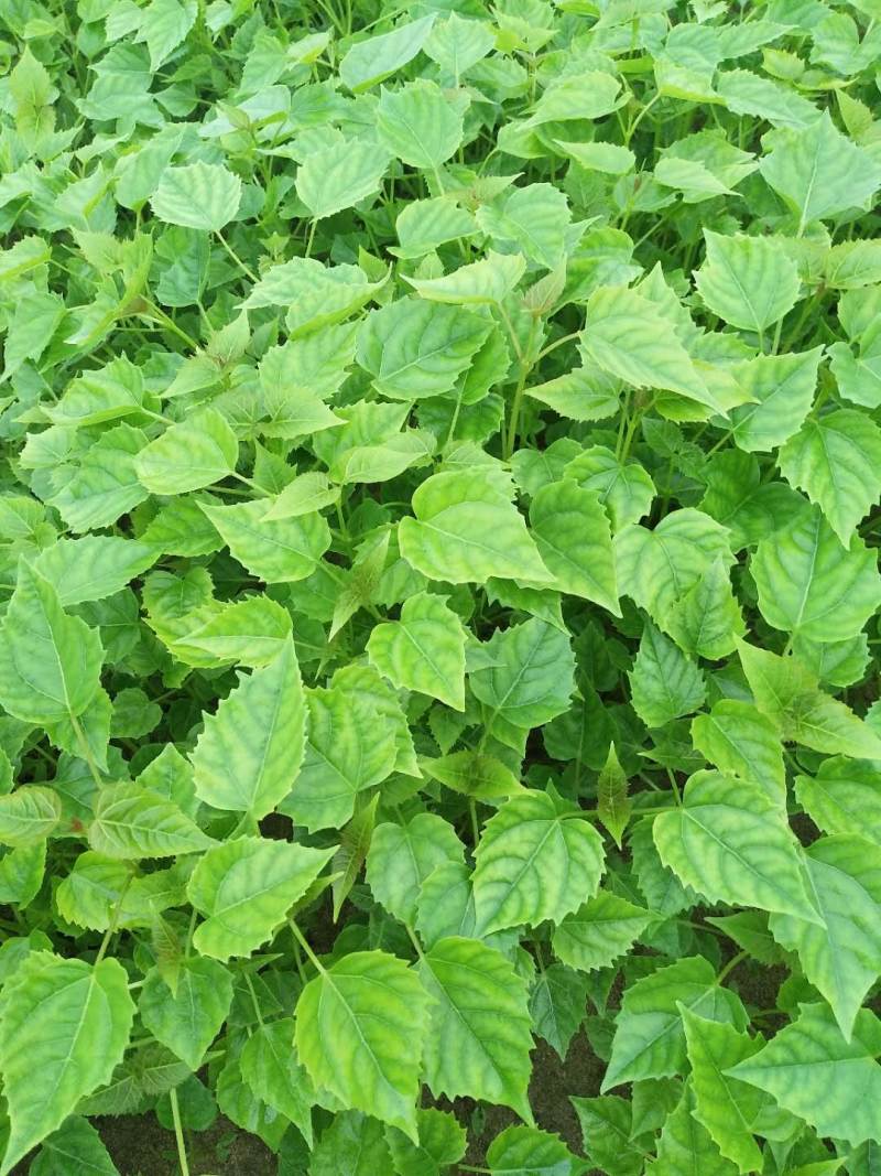 楸树小苗