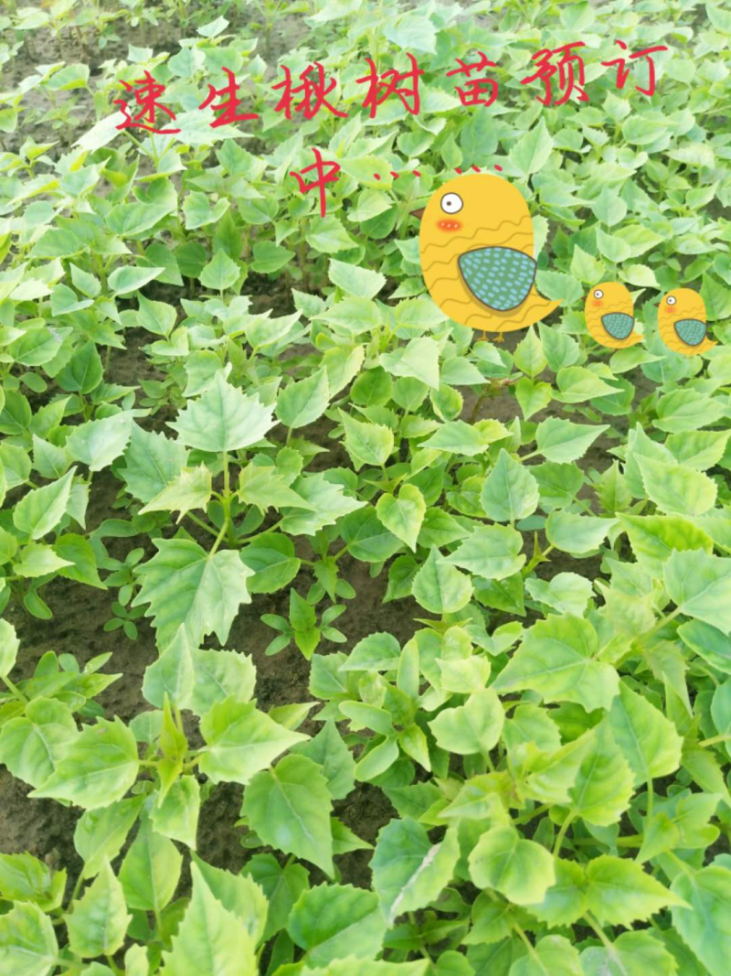 楸树小苗