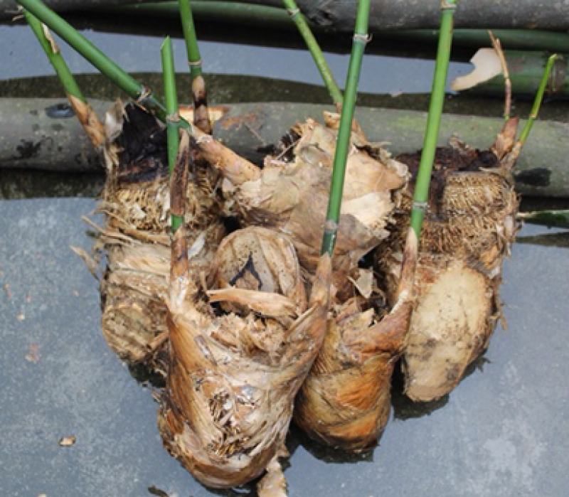 麻竹苗台湾麻竹苗西牛麻竹笋苗甜竹苗竹子苗麻竹笋头