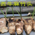 麻竹苗台湾麻竹苗西牛麻竹笋苗甜竹苗竹子苗麻竹笋头