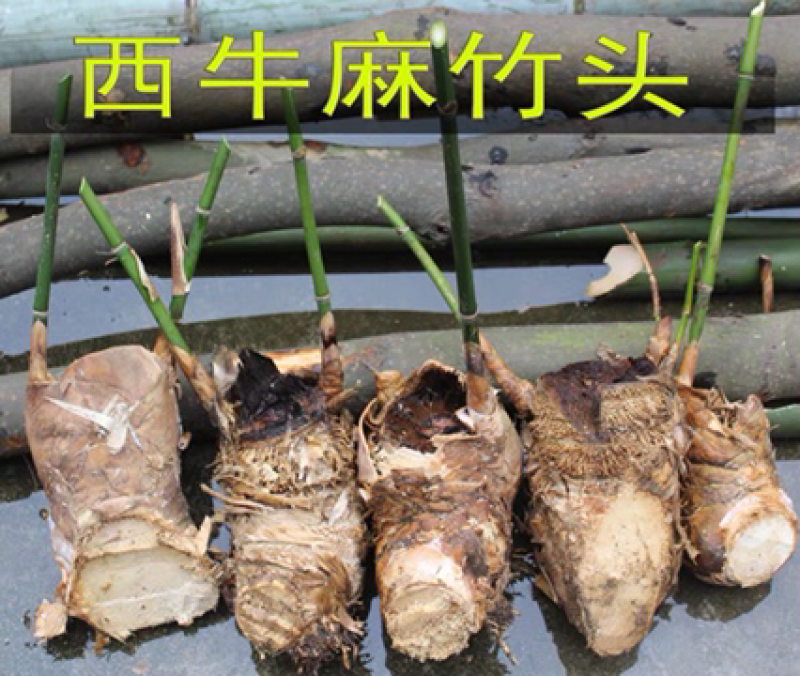 麻竹苗台湾麻竹苗西牛麻竹笋苗甜竹苗竹子苗麻竹笋头