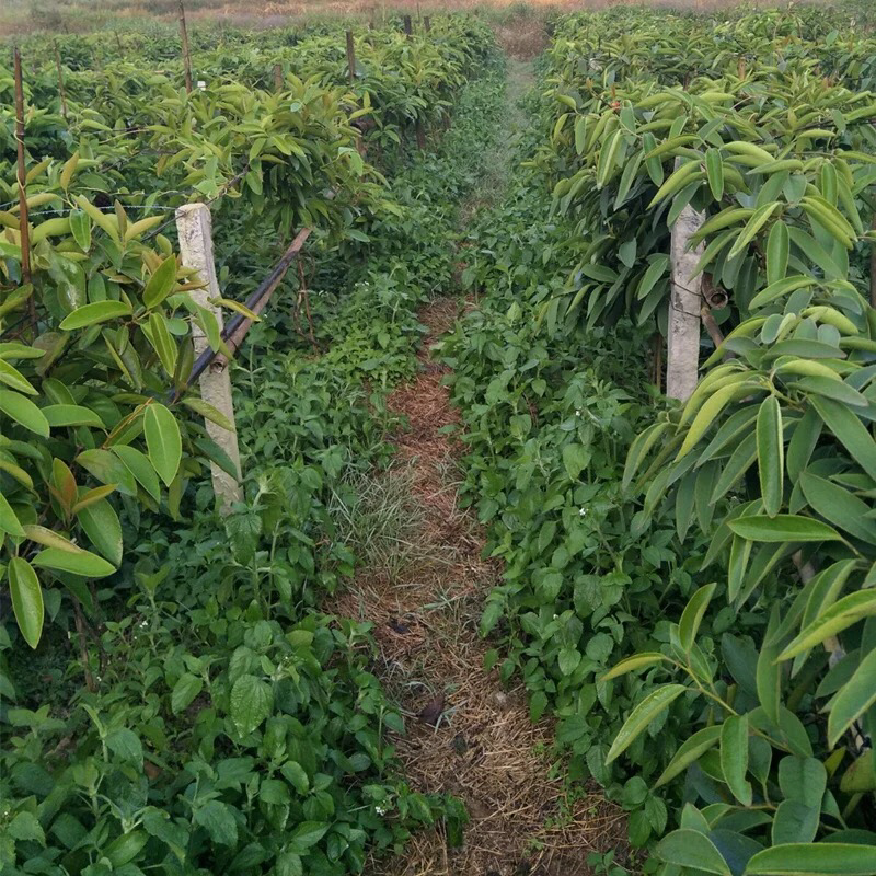 黑老虎苗布福娜树苗改良大厚叶巨果精品