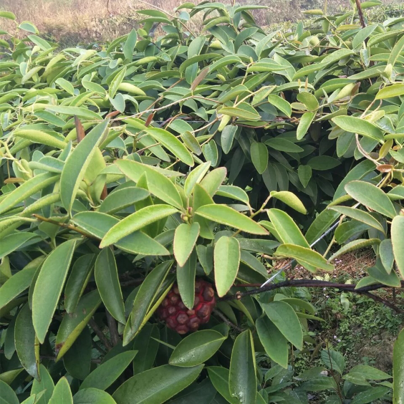 黑老虎苗布福娜树苗改良大厚叶巨果精品