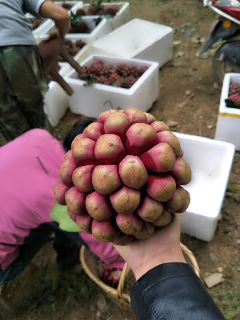 黑老虎苗布福娜树苗改良大厚叶巨果精品