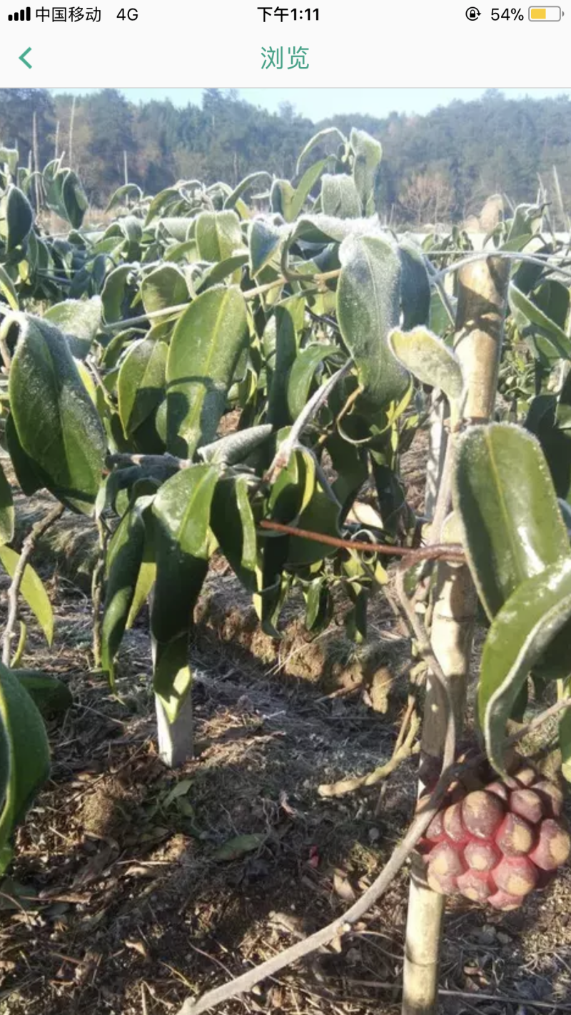 黑老虎苗布福娜树苗改良大厚叶巨果精品