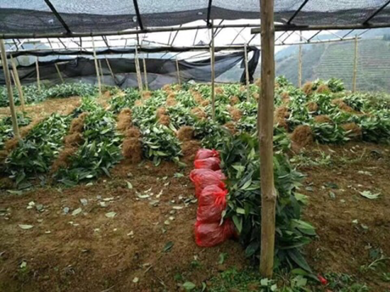 黑老虎苗布福娜树苗改良大厚叶巨果精品