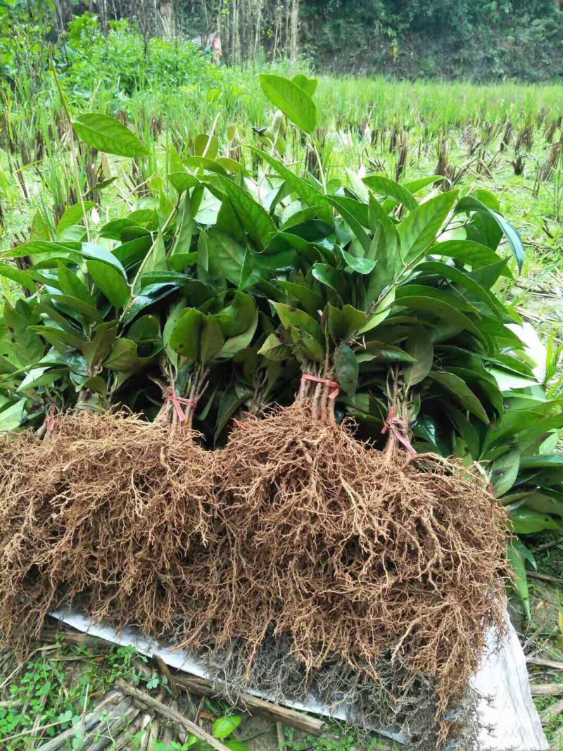黑老虎苗布福娜树苗改良大厚叶巨果精品