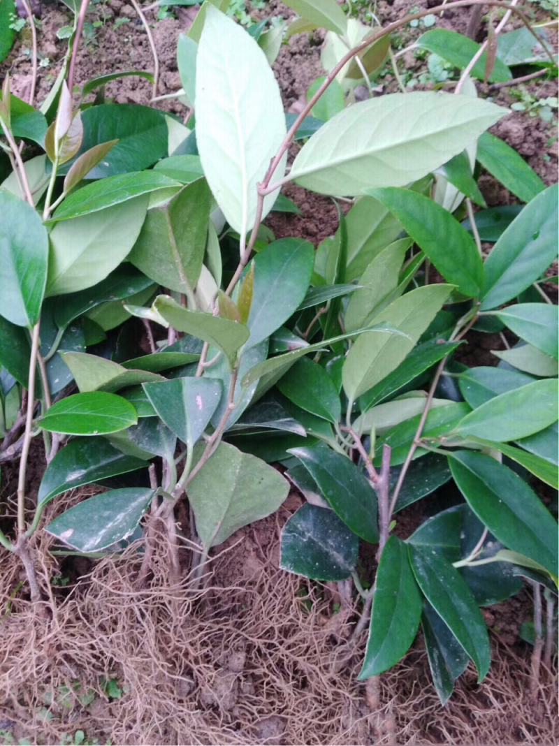 黑老虎苗布福娜树苗改良大厚叶巨果精品