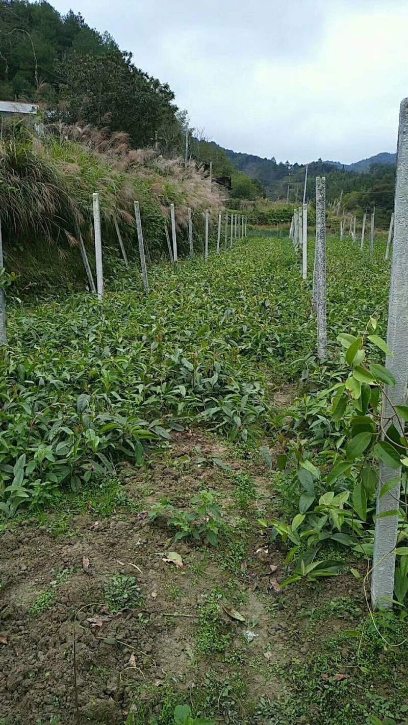 黑老虎苗布福娜树苗改良大厚叶巨果精品