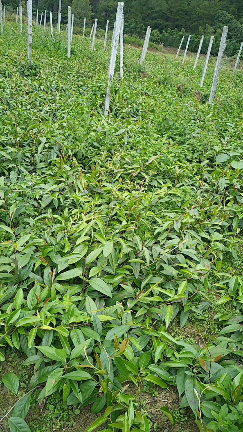 黑老虎苗布福娜树苗改良大厚叶巨果精品