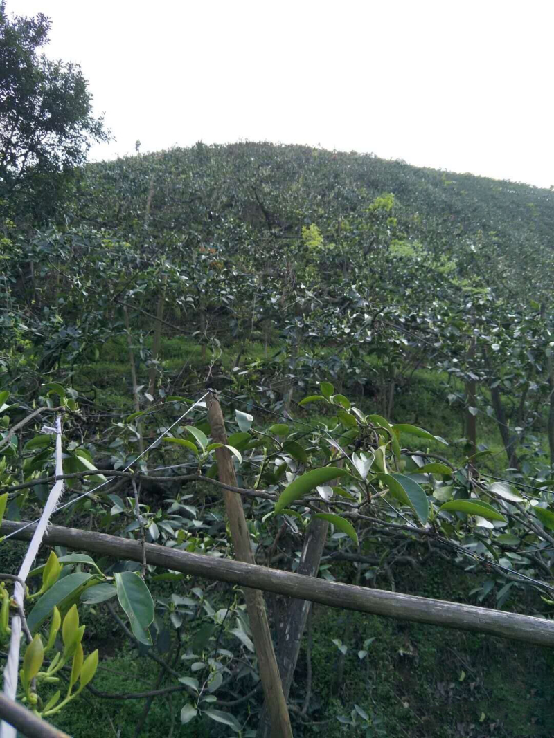 黑老虎苗布福娜树苗改良大厚叶巨果精品