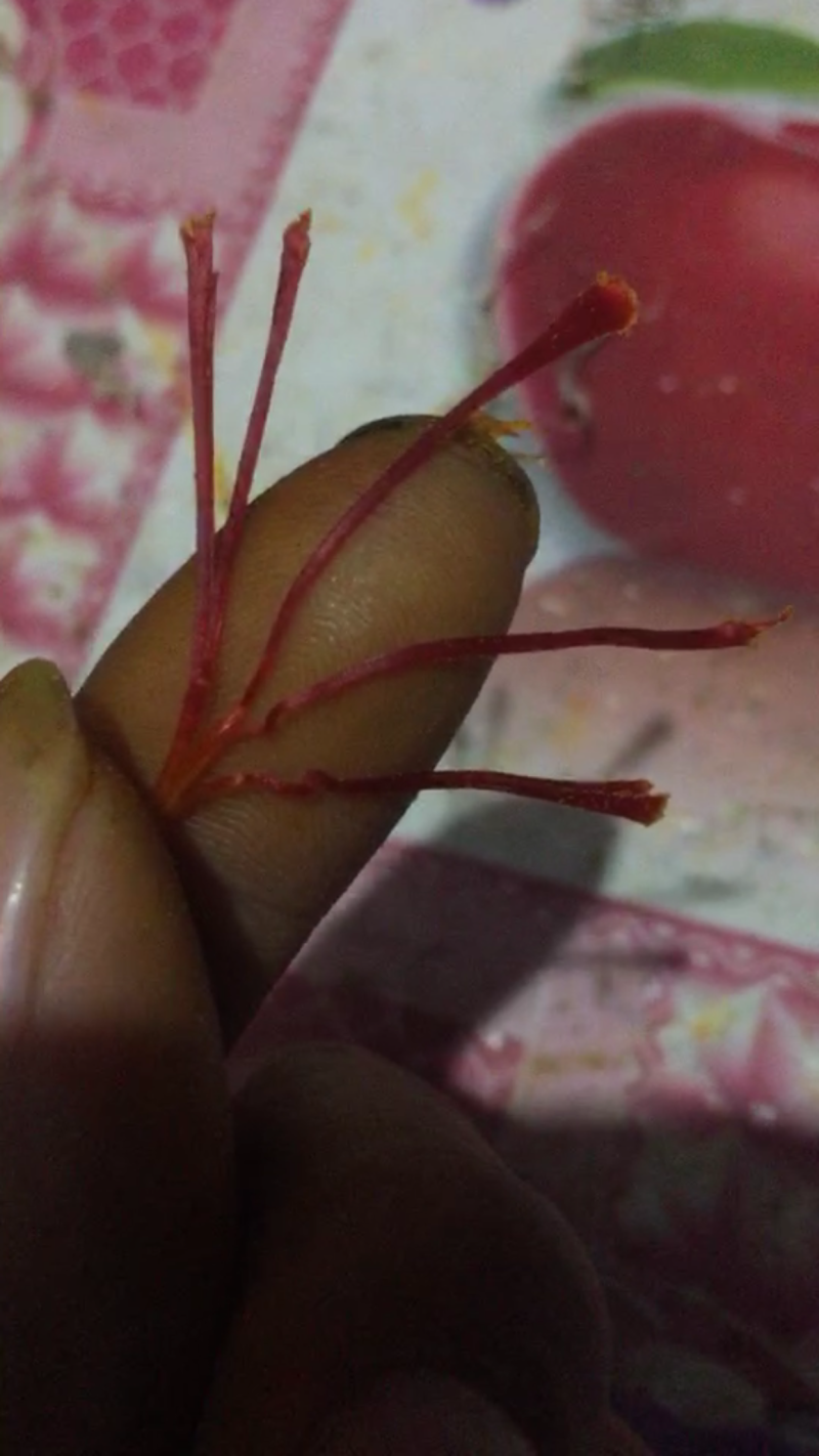 藏红花花丝和种球出售花丝50-80一克种球50-70一斤
