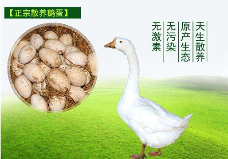 鹅蛋鲜鹅蛋