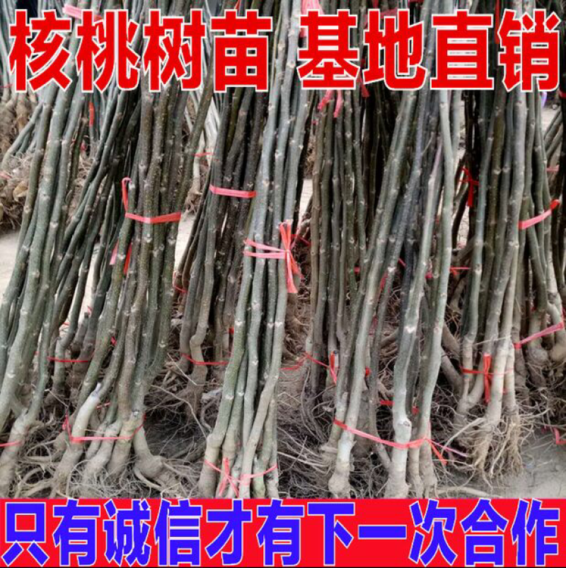 核桃树苗美国新品种嫁接薄皮矮化核桃苗地栽特大南北方种植果