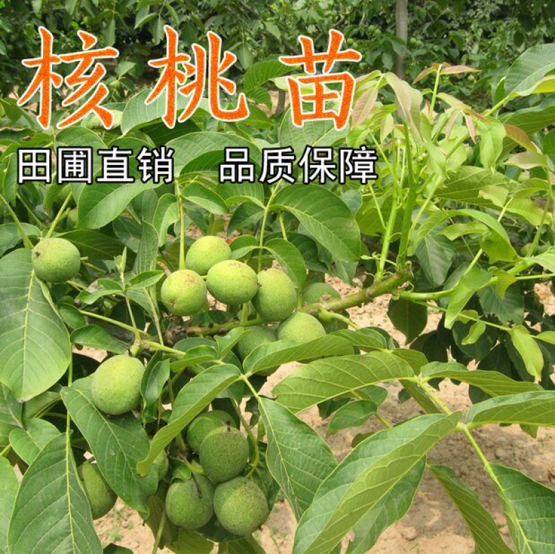 核桃树苗美国新品种嫁接薄皮矮化核桃苗地栽特大南北方种植果